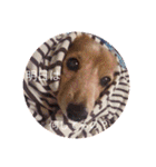 犬の日常 とあ（個別スタンプ：7）