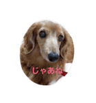 犬の日常 とあ（個別スタンプ：8）