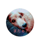 犬の日常 とあ（個別スタンプ：10）
