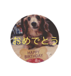 犬の日常 とあ（個別スタンプ：11）