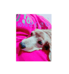 犬の日常 とあ（個別スタンプ：12）