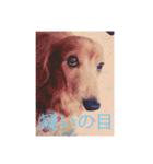 犬の日常 とあ（個別スタンプ：14）