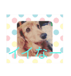 犬の日常 とあ（個別スタンプ：16）