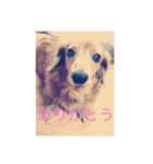 犬の日常 とあ（個別スタンプ：18）