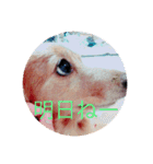 犬の日常 とあ（個別スタンプ：20）
