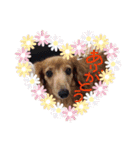 犬の日常 とあ（個別スタンプ：21）