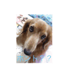 犬の日常 とあ（個別スタンプ：22）