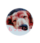 犬の日常 とあ（個別スタンプ：23）