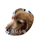 犬の日常 とあ（個別スタンプ：24）