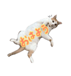 みくぴこ（個別スタンプ：1）