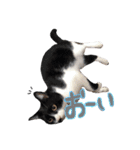 みくぴこ（個別スタンプ：12）