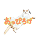 みくぴこ（個別スタンプ：17）