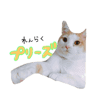 みくぴこ（個別スタンプ：19）
