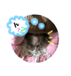 私のハムスターNO.1（個別スタンプ：5）