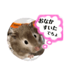 私のハムスターNO.1（個別スタンプ：6）