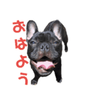 フレブル凛ちゃん（個別スタンプ：1）