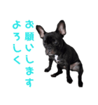 フレブル凛ちゃん（個別スタンプ：4）