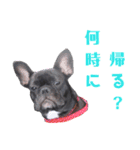 フレブル凛ちゃん（個別スタンプ：37）