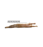 チキンナゲット-ブルーの日常(猫)（個別スタンプ：3）