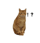 チキンナゲット-ブルーの日常(猫)（個別スタンプ：4）