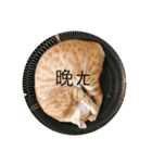チキンナゲット-ブルーの日常(猫)（個別スタンプ：6）