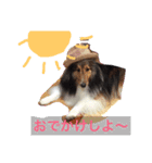 しぇるる（個別スタンプ：1）