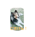 しぇるる（個別スタンプ：2）
