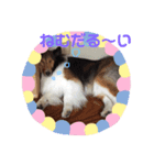 しぇるる（個別スタンプ：4）