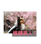 しぇるる（個別スタンプ：6）
