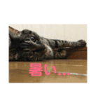 みかん日常（個別スタンプ：1）