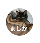 みかん日常（個別スタンプ：3）
