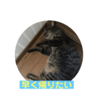 みかん日常（個別スタンプ：7）