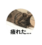 みかん日常（個別スタンプ：8）