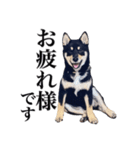 黒柴犬 Ranana（個別スタンプ：1）