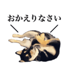 黒柴犬 Ranana（個別スタンプ：3）