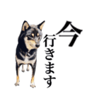 黒柴犬 Ranana（個別スタンプ：4）