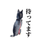 黒柴犬 Ranana（個別スタンプ：5）