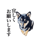 黒柴犬 Ranana（個別スタンプ：6）