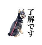 黒柴犬 Ranana（個別スタンプ：7）