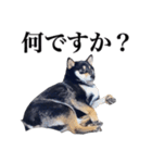 黒柴犬 Ranana（個別スタンプ：8）