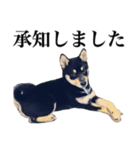 黒柴犬 Ranana（個別スタンプ：9）