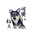 黒柴犬 Ranana（個別スタンプ：12）