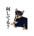 黒柴犬 Ranana（個別スタンプ：13）