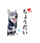 黒柴犬 Ranana（個別スタンプ：14）