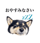 黒柴犬 Ranana（個別スタンプ：15）