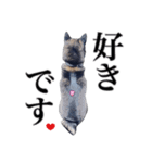 黒柴犬 Ranana（個別スタンプ：16）