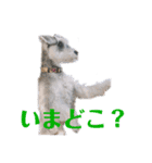 エースとポンズ②（個別スタンプ：11）