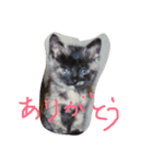 テトの毎日（個別スタンプ：2）