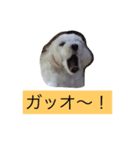 ポコだよ！（個別スタンプ：4）