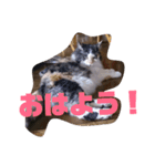 ブー様（個別スタンプ：5）
